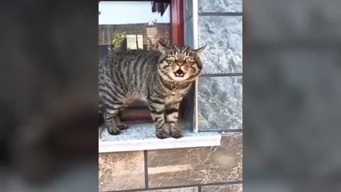 Funny Cats Talking