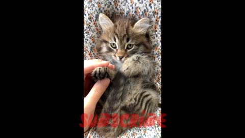 cute baby cat video