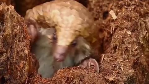 I hope pangolins can be treated gently