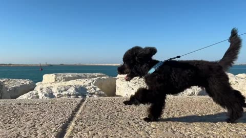 Graceful Black Dog Racing Along the Beach