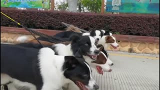 "Border Collie Bonding: Playtime with Their Humans"