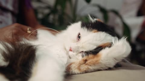 Cat sleeping 💤 relaxing video