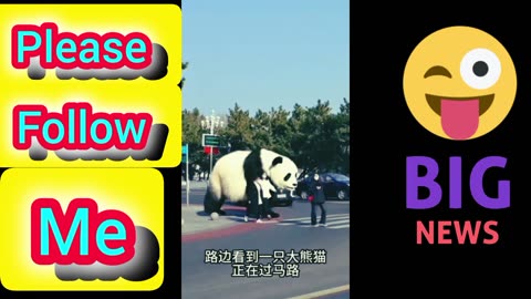 New big panda viral videos on road city