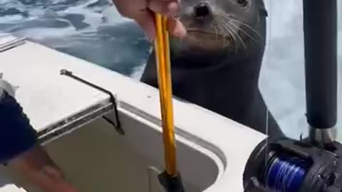 seal on back of boat wants the bigger fish they have.