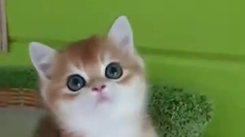 Little Cute Cat! ❤❤❤🥰🥰🥰