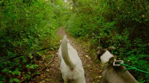 Two Dogs walking in forest