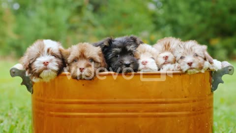 8 Dogs in a Basket 🐕