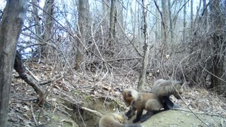 Fox Cubs