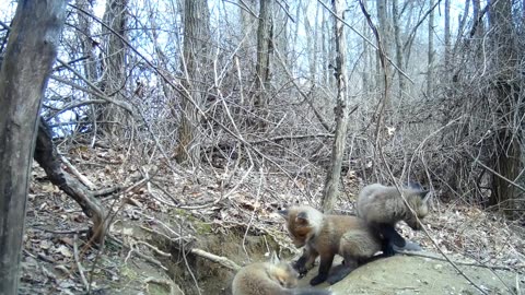 Fox Cubs