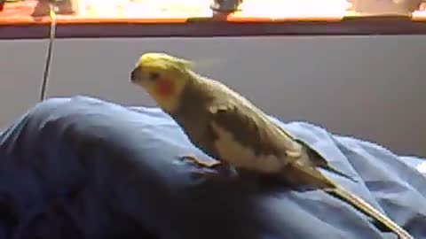 Cocktail bird singing with music is real
