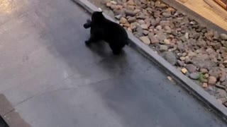 Gutsy Black Bear Takes Off With Trash