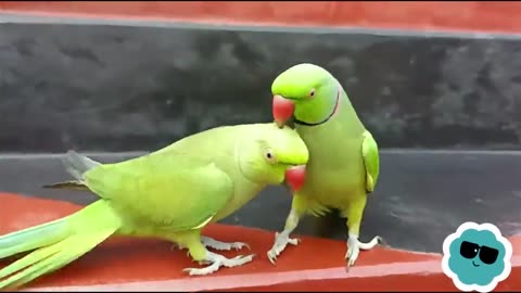 Green Parrot