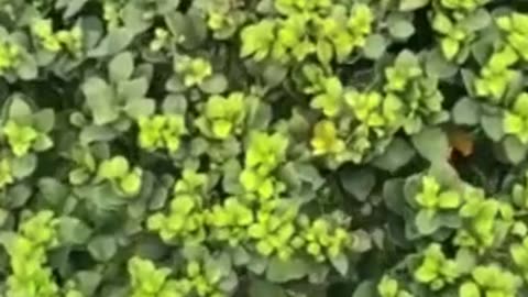 Natural view of green plants with beautiful sound of birds voice✨