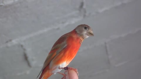 Beautiful Red siskin with colour mutation (brown diluted)