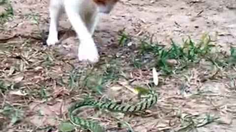 Cat vs Crazy Snake