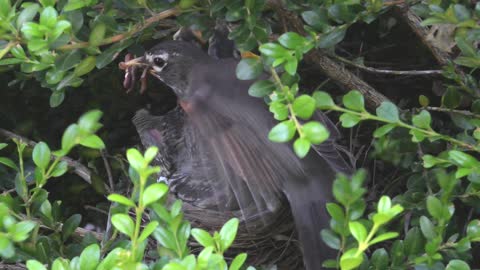 Chipping Sparrow Buzzes Robins' Nest