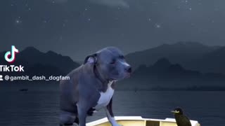 Pitbull Funny Video