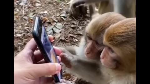 #trending 😂 Funny 🤣 monkey funny video,#shorts ,funny video
