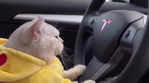 Cute cat video :Cat driving Tesla #Shortvideo#Shortsfeed#