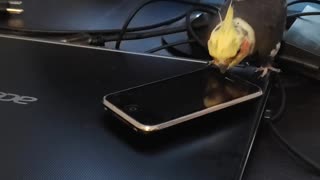 Pet Bird Spins Toy Cell Phone