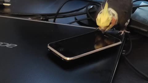 Pet Bird Spins Toy Cell Phone