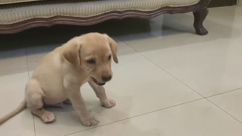 Labrador puppy Dog Training funny dog 🐕🐶🐕