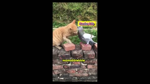 Cat and dog videos viral animals videos funny