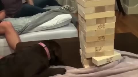 This dog is the greatest Jenga player ever 😂👏