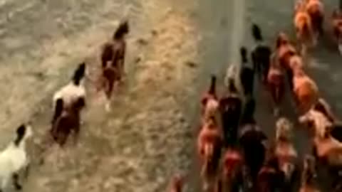 horses running, animal ertugrul drama, ertugrul music, horse riding, enjoying nature,short youtube.