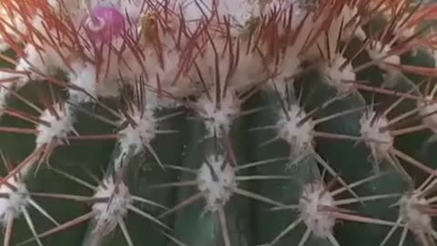 Some cacti produce fruit which contain seeds dispersed by animals that eat this fruit.