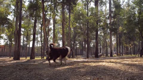 Dog catches a frisbee in mid air