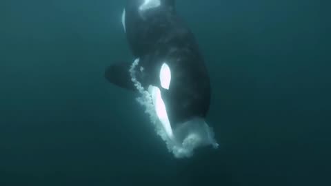 Orca | Killer Whale | Aquatic | No Copyright Video | Stock Footage