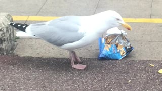 Sneaky Seagull Shoplifts a Snack