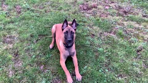 Belgian Malinois pup