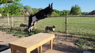 Popcorn the goat jumping like crazy!!!