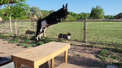 Popcorn the goat jumping like crazy!!!