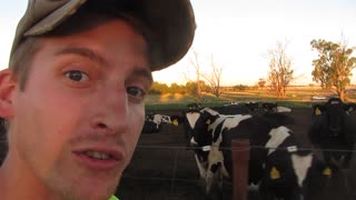 FARMING Cows in the Paddock at the Farm #AUSTRALIA