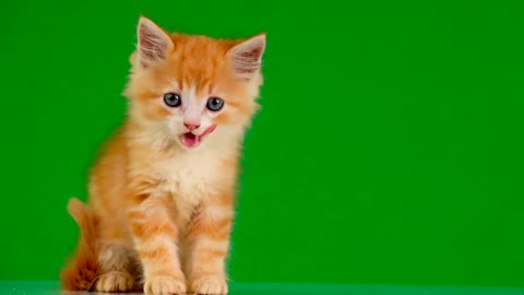 Cat green screen