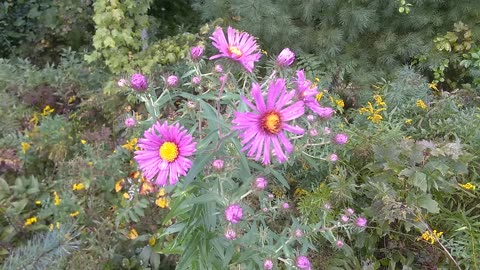 Pink Asters