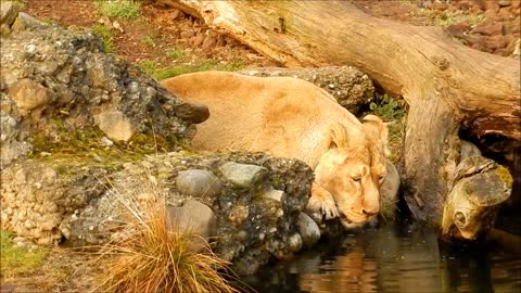 Watch the lion king of the jungle drinking from the river
