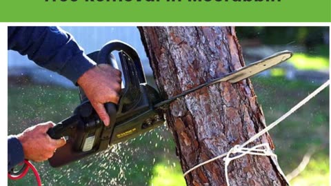 Safeguard Your Property with Top-Quality Tree Removal in Moorabbin