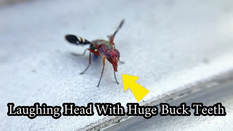 Picture Wing Fly's Mouth Looks Like Laughing Head with Buck Teeth