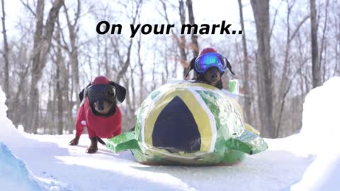 Wiener Dog BOBSLED - Funny Dogs in a Bobsled!