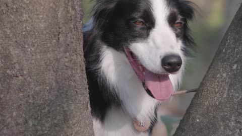 Dog has priceless reaction to seeing waves for the first time