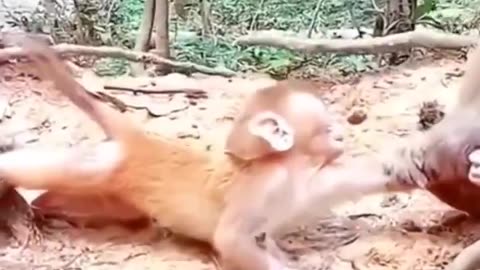 Baby monkeys become a bone of contention and are tugged at