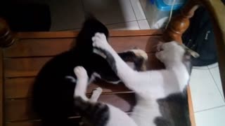 Naughty little cat annoys big cat