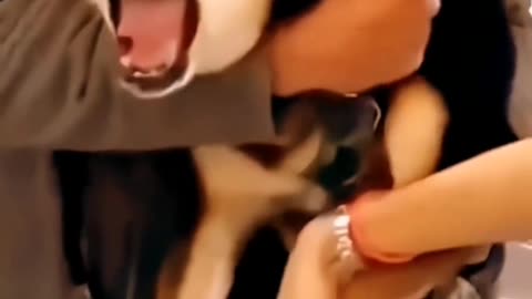 Very funny dogs reels