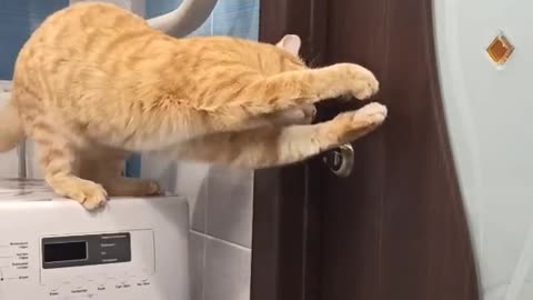 very smart cat