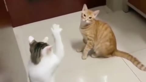 Funny pet videos