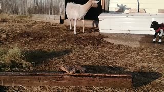 Baby goats playing